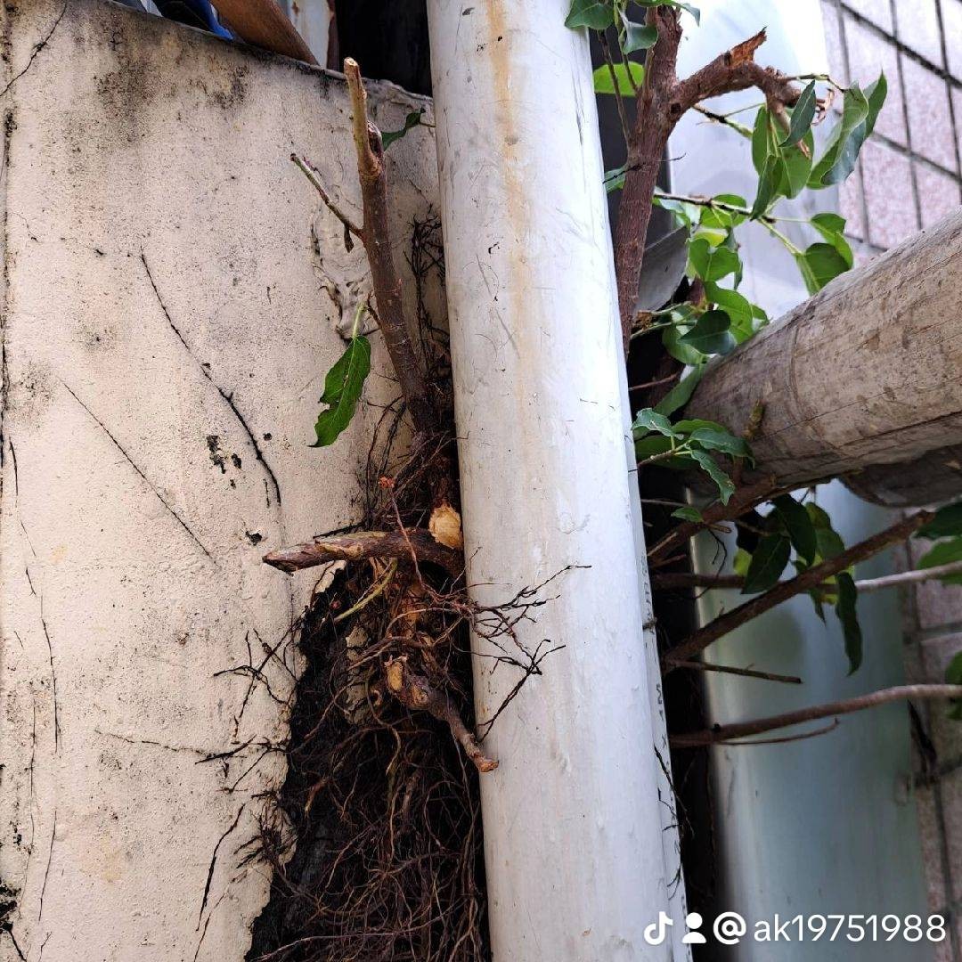 【高雄外牆防水】仁武區外牆防水並去除樹根增加建築壽命~